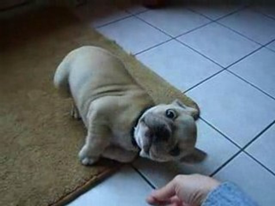 Dysel apprend la roulade
