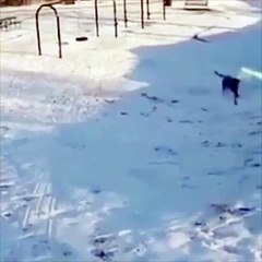 Dog having fun..