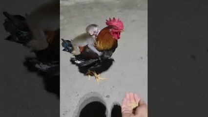 Monkey Rides On Chicken's Back
