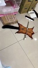 Squirrel fakes an injury