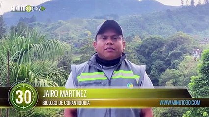 Nuevamente voló alto un búho de anteojos tras liberación en zona boscosa de Antioquia