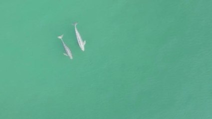 ‘Critically Endangered’ porpoises spotted in Yangtze River in aerial footage