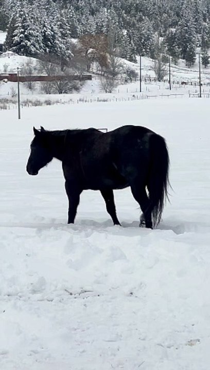 Dark Horse Could Be Walking Either Direction