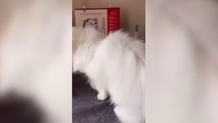 The Ultimate Cat Comedy Compilation 