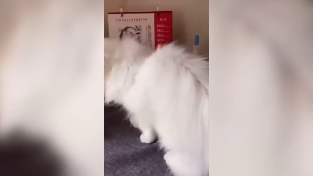 The Ultimate Cat Comedy Compilation 