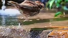 This lovely Puff-throated Babbler hopes you all have a wonderful day. ❤  #nature #birds #wildlife #travel #peace