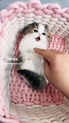 adorables chats chat mignon