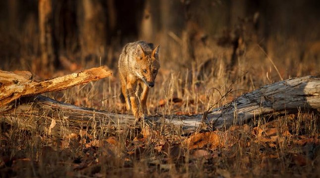 Autoridades redoblan esfuerzos por rescatar animales que huyen de los incendios forestales; hay preocupación por un posible comercio ilegal