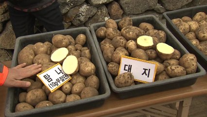 한겨울에 감자 수확...제주 '탐나' 감자 / YTN