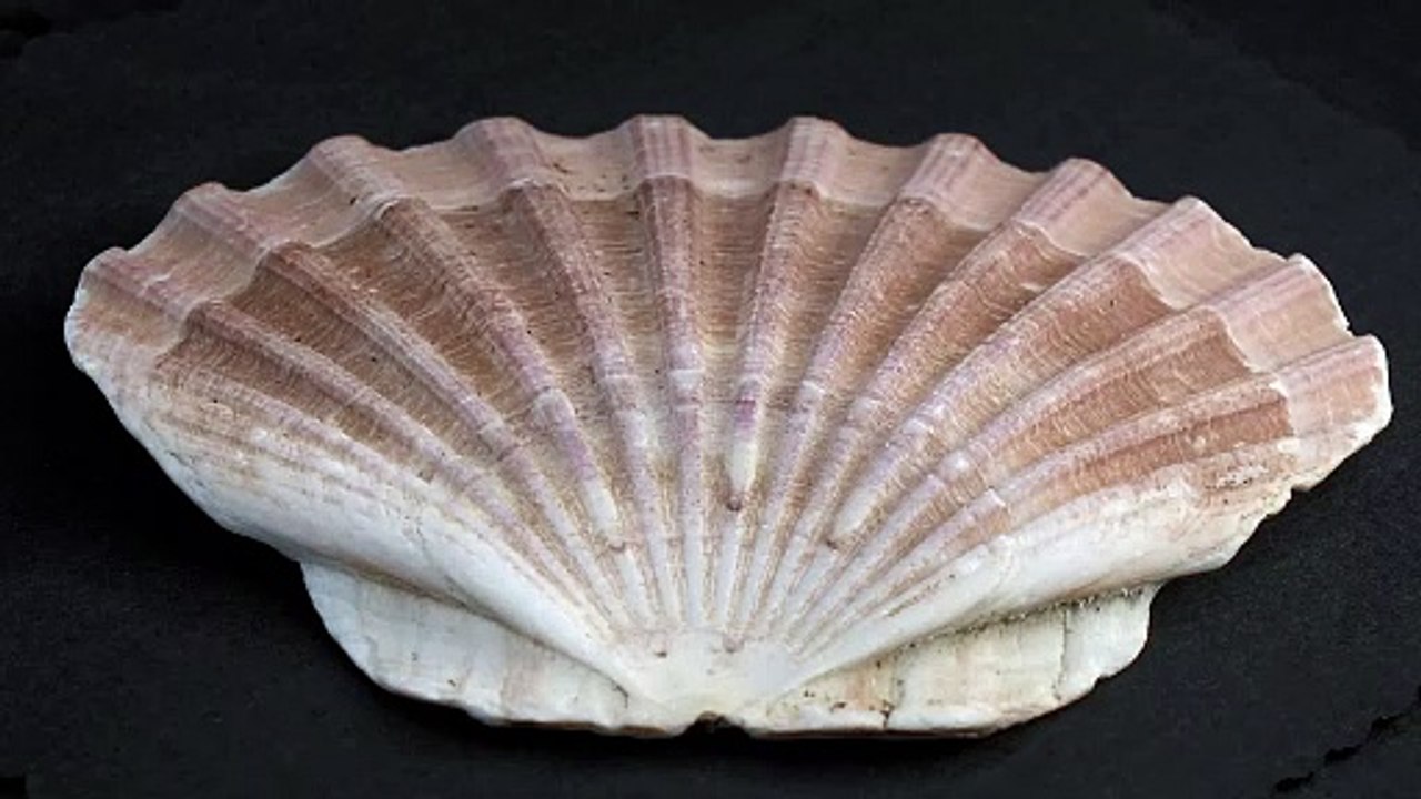 Scallop Shell