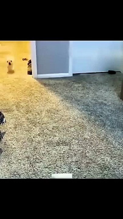 Funny animals