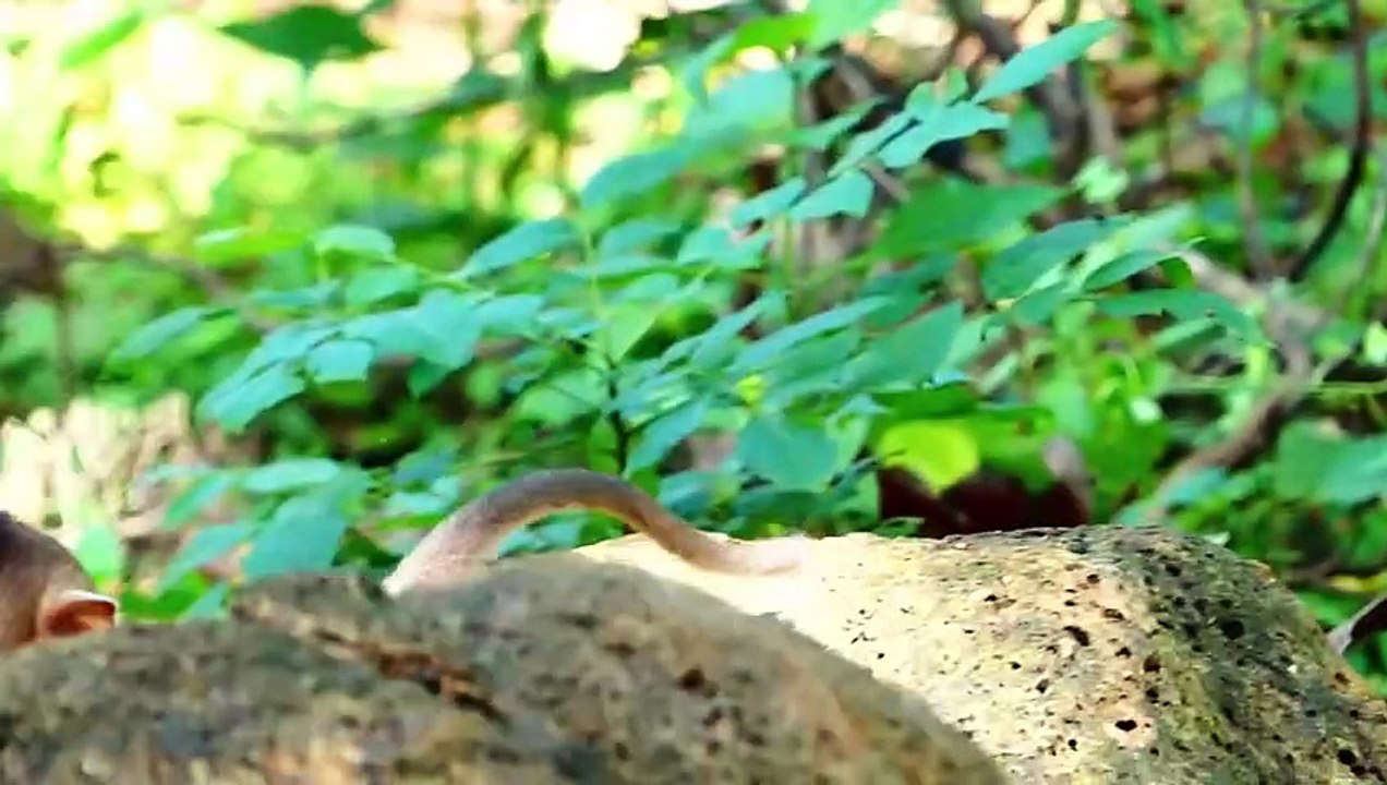 Poor Sada walk and sleep on the ground, Sada feels hurt reaction (720p_25fps_H264-192kbit_AAC)