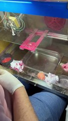 Doll Factory Stamps On Expressions