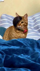 A cat has human hairs on head watch | viral videos | trending videos | top shorts