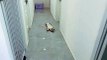 The cat pretending to be dead watch |viral videos | viral shorts | trending videos