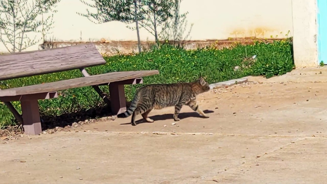 الحيوانات الاليفة