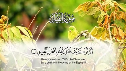 Surah Feel Beautiful Nature videos ｜ Beautiful Quran videos
