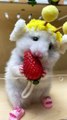 Squirrel Eating Strawberry | Animals Funny Reactions | Animals Satisfying Videos | Squirrel Eat Food #animal #pets #squirrel #fun #love #cute #beautiful