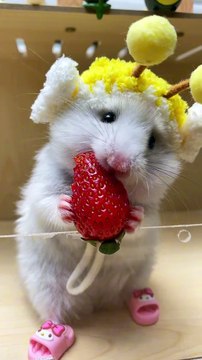 Squirrel Eating Strawberry | Animals Funny Reactions | Animals Satisfying Videos | Squirrel Eat Food #animal #pets #squirrel #fun #love #cute #beautiful
