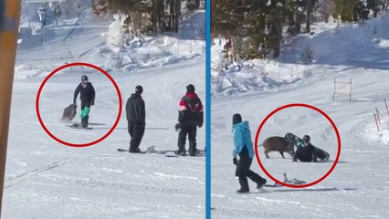 Antalya’da kayak merkezine giren bayır domuzu kayakçılara saldırdı!