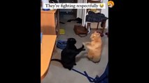 cats cute fighting | cute cats| cats fighting respectfully