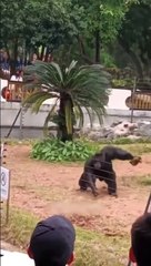 Ce singe déteste les touristes