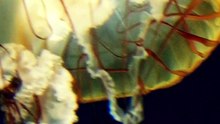 Jellyfish