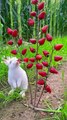 Cute Bunny / Rabbit Eating Winter Strawberries