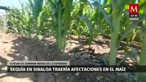 En Sinaloa, escasez de agua amenaza la producción de maíz y la economía local