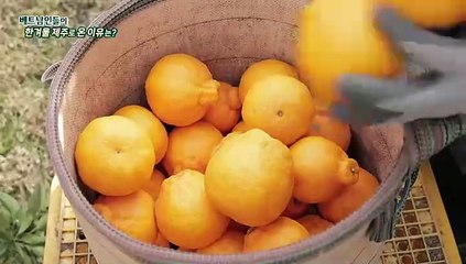 [연합뉴스TV 스페셜] 312회 : 베트남인들이 한겨울 제주로 온 이유는?