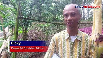 Momen Langka, Bunga Bangkai Berukuran Raksasa Mekar di Tahura Bandung