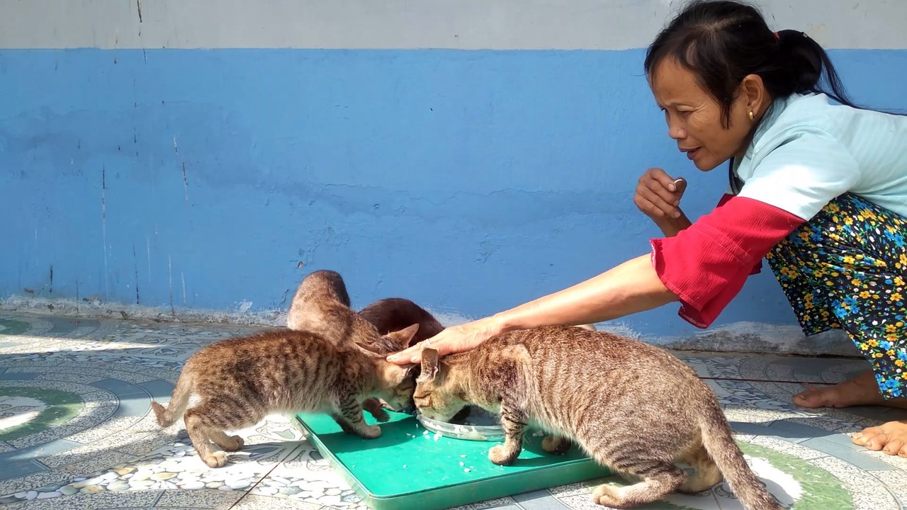 cat cute p18