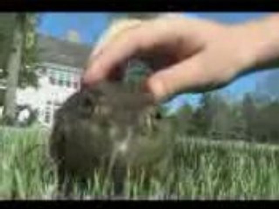 Part_2_of_Funny_Frog