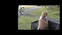 Cat Video