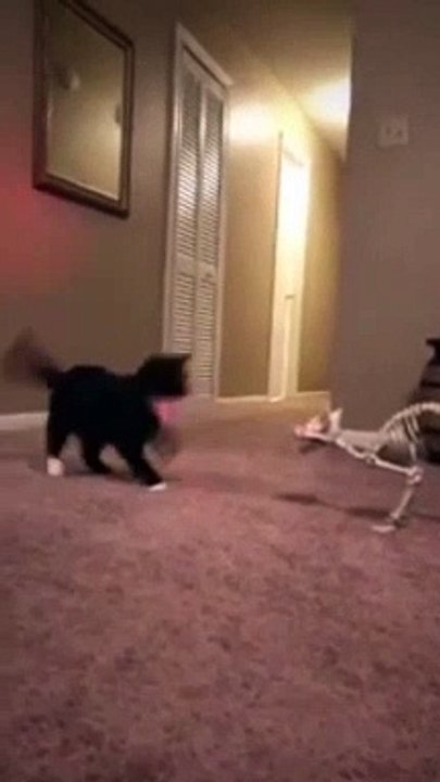 Try Not To Laugh  | Funny Animals Compilation