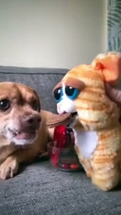 Try Not To Laugh  | Funny Animals Compilation