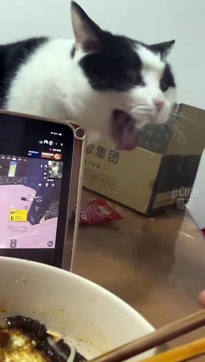 Just Funny Animal Part 11