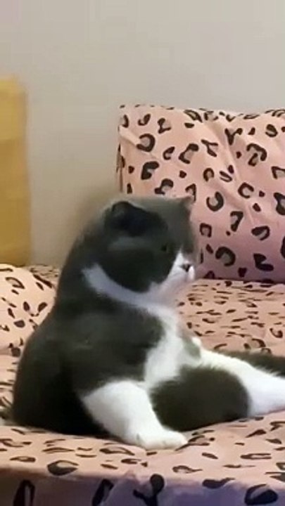 Just Funny Animal Part 10