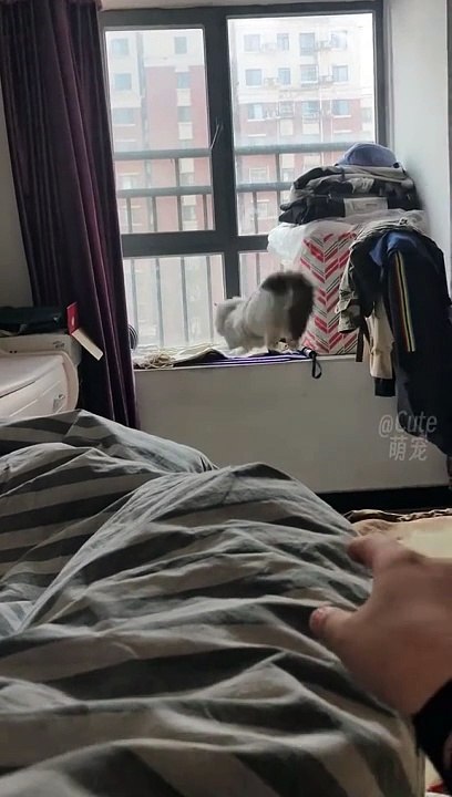 Just Funny Animal Part 16