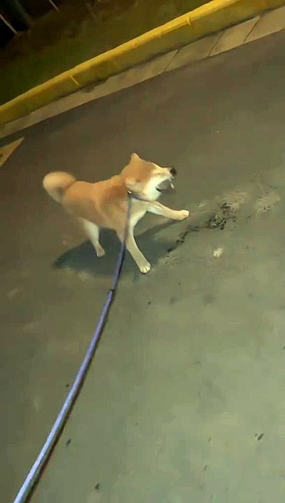 Just Funny Animal Part 12