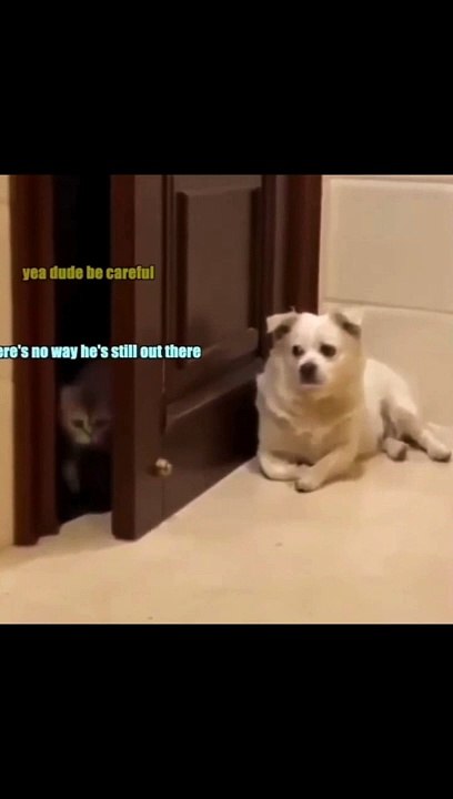 crazy moment of animals