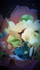 #fiori #pastatresca #lucabrunellotreviso #verdulandia_cucina #brunellolucaufficiale #3dwarehouseufficiale #brunellolucaufficiale #verdulandia #2024verdulandia #treviso_treviso_ #djlucatreviso