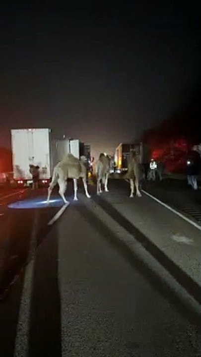 animais, circo