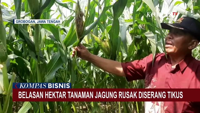 Di Grobogan, Hama Tikus Serang Belasan Hektar Tanaman Jagung Siap Panen