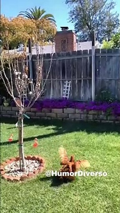 Flying Chickens aa