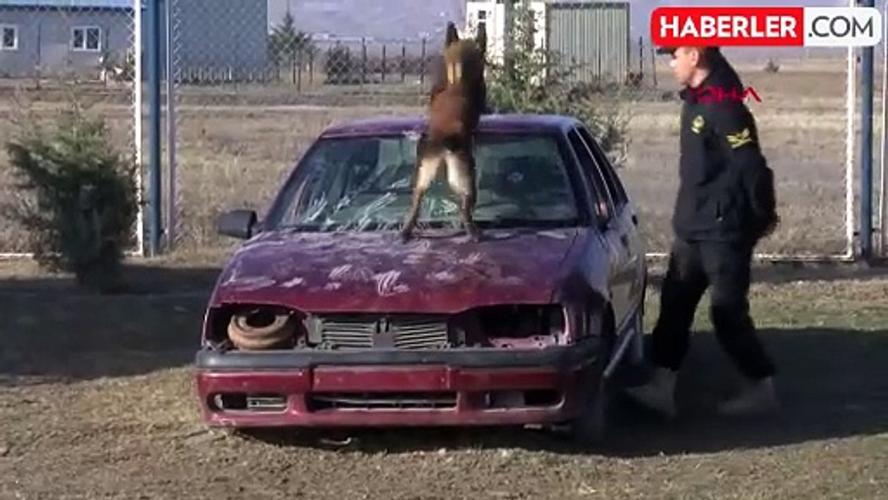 Türk Hava Kuvvetleri'ne bağlı köpekler görev yapıyor