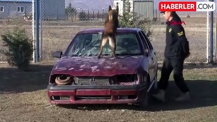 Türk Hava Kuvvetleri'ne bağlı köpekler görev yapıyor