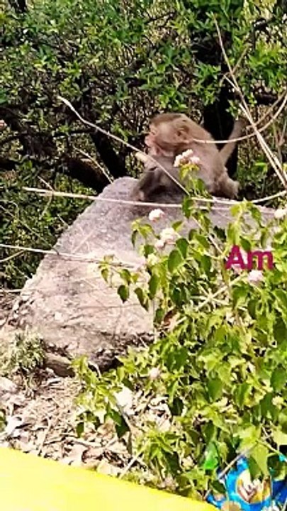 #monkey #shortsyoutube #decent #shorts #roadside