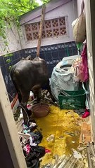 Boi cai do céu, quebra telhado e destrói tudo em casa de SC