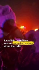 Policía rescata a animales de incendio